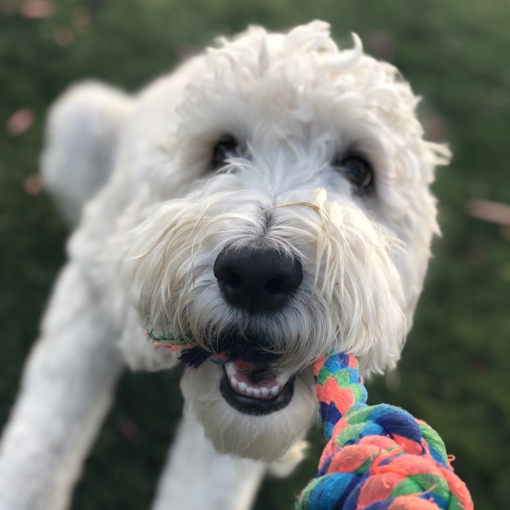 Meet your Posher, Annie